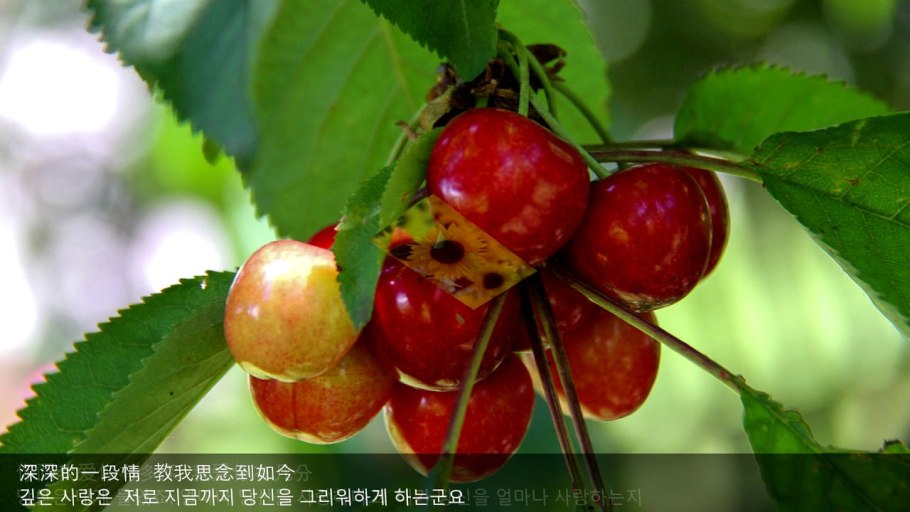 Вишня обыкновенная десертная Волжская