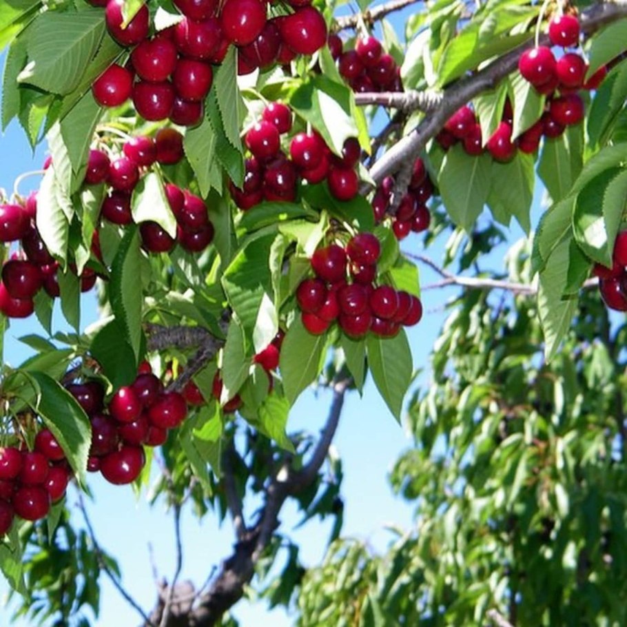 Вишня мелкопильчатая Pink perfection