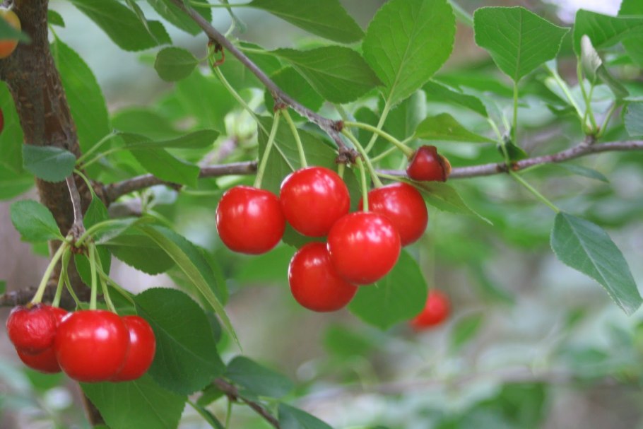 Вишня гриот Мелитопольский