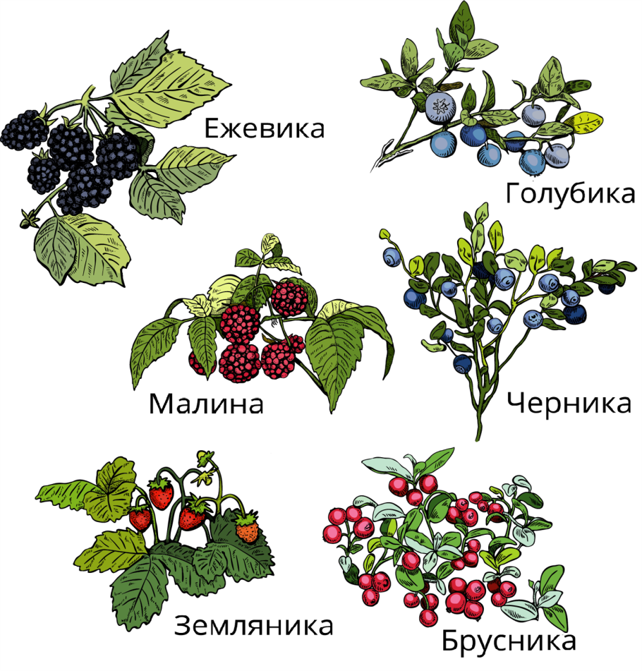 Съедобные ягоды в лесу