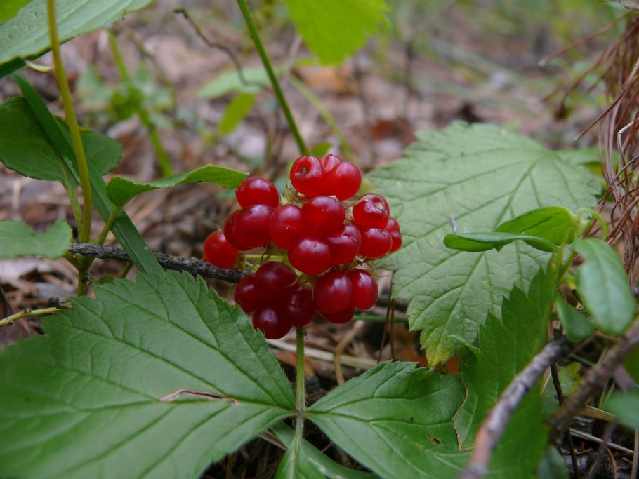 Воронец Колосистый