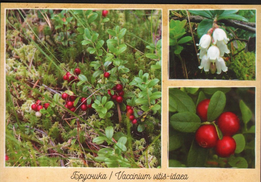 Земляника Дикая Лесная