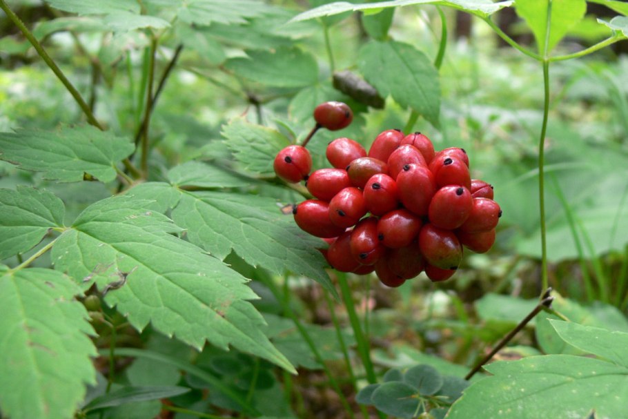 Костяника Лесная