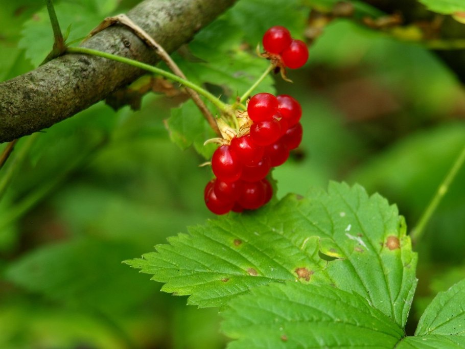 Забайкальская костяника