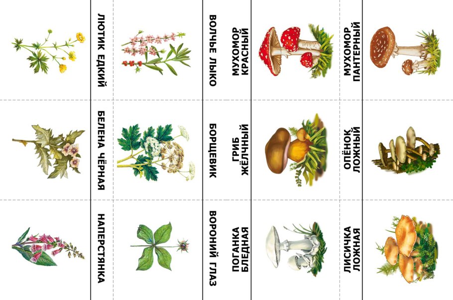 Растительный мир нашего края