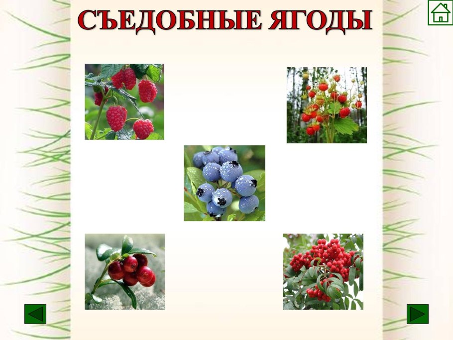 Съедобны яноды доя шеьей