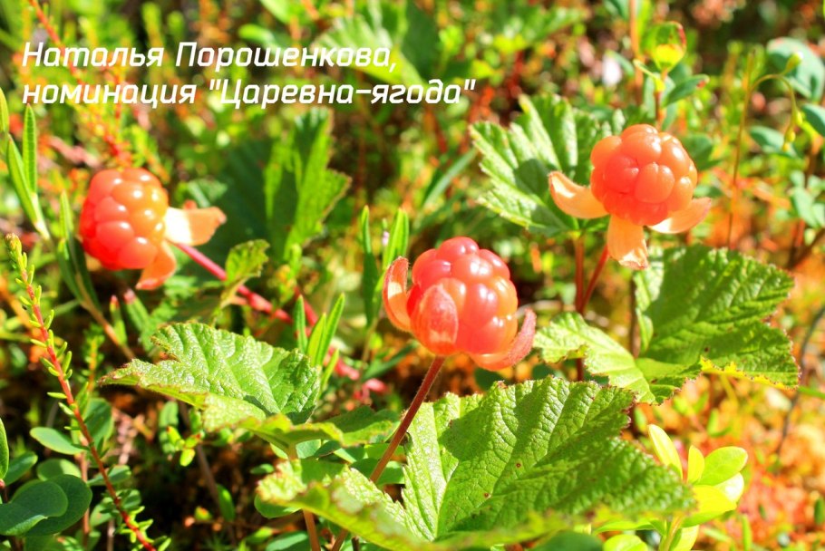 Морошка болотная