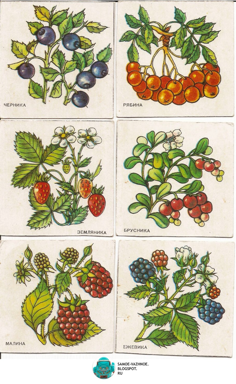 Rubus saxatilis костяника