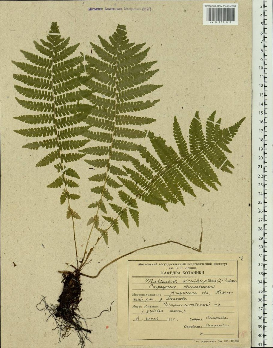 Matteuccia struthiopteris Ботаническая иллюстрация