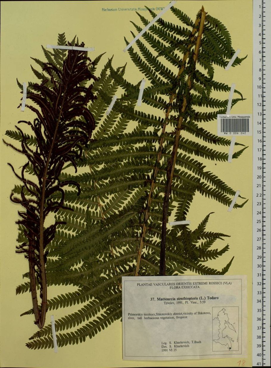 Matteuccia struthiopteris сорусы