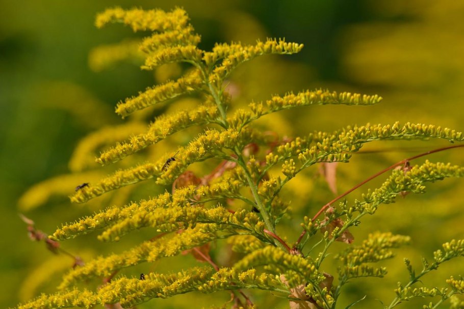 Солидаго Канаденсис