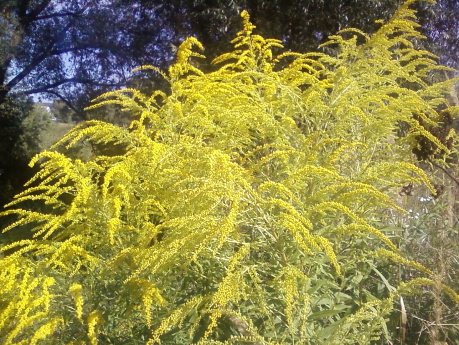 Золотарник канадский (солидаго)