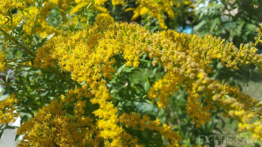 Амброзия золотарник