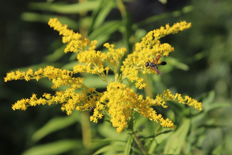 Золотарник гибридный солидаго