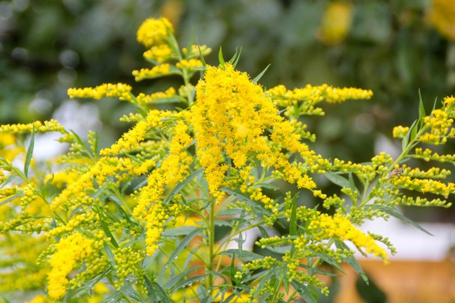 Золотарник канадский (Solidago canadensis l.)