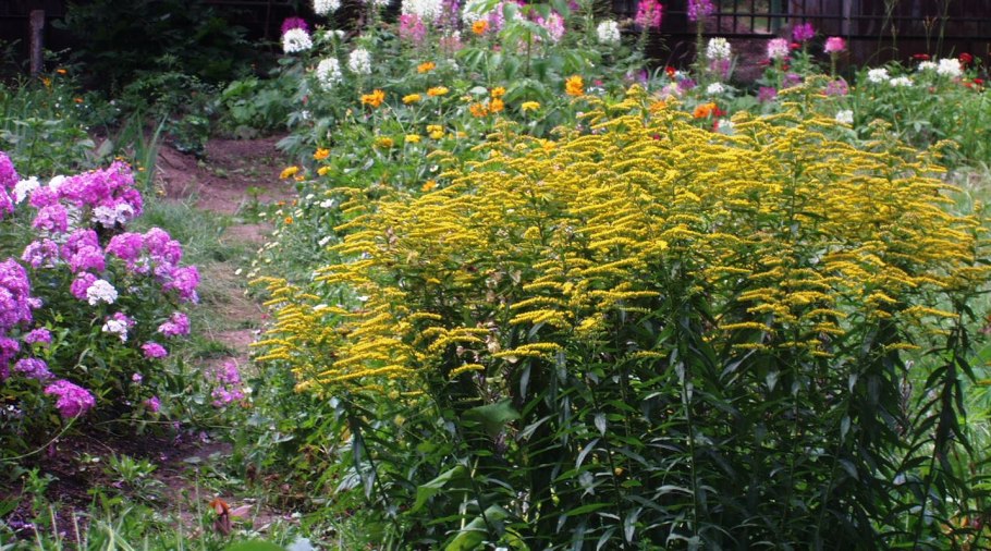 Золотарник канадский (солидаго)