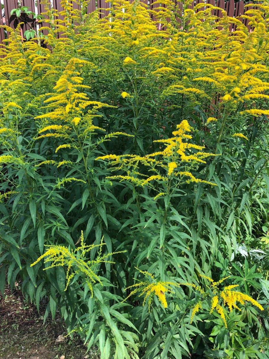 Золотарник канадский (Solidago canadensis)