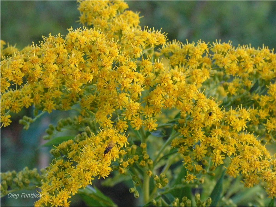 Золотарник канадский (солидаго)