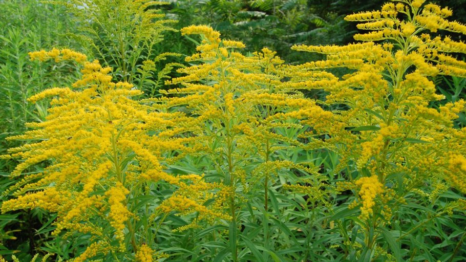 Солидаго "Hiddigeigei"