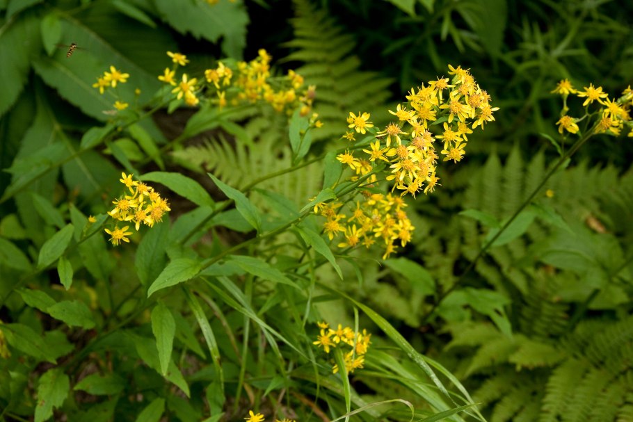Золотарник канадский (Solidago canadensis)