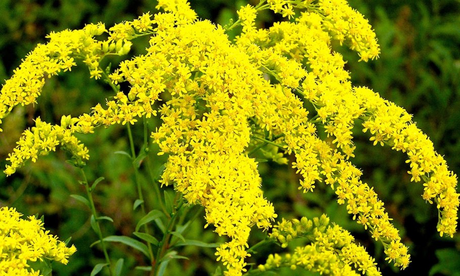 Золотарник канадский