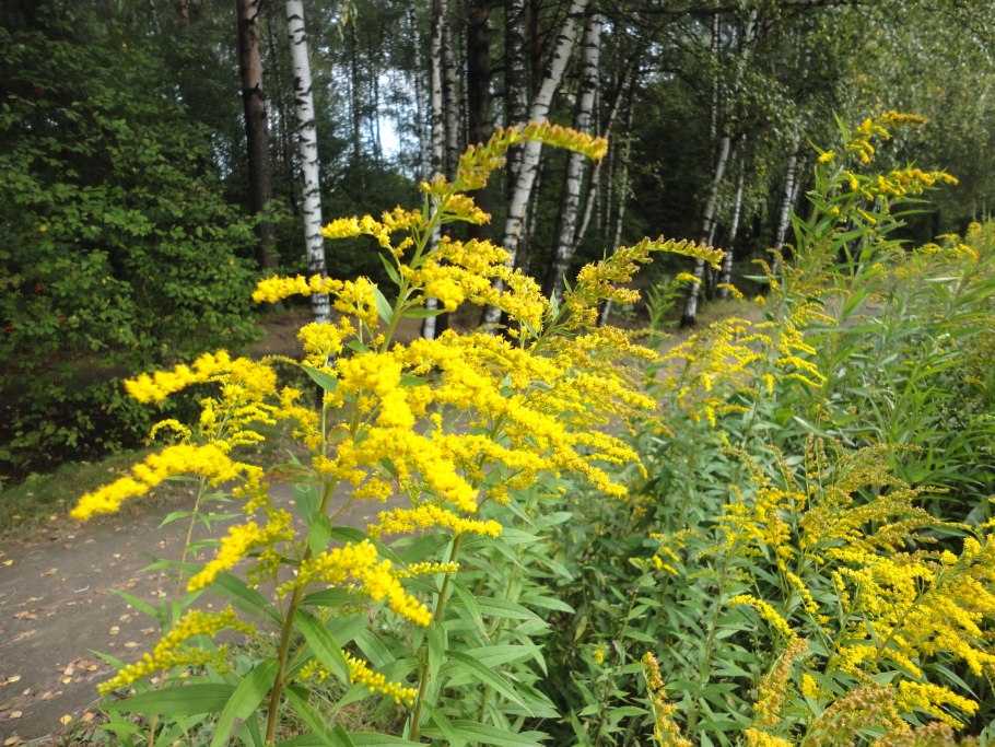 Золотарник канадский сорняк