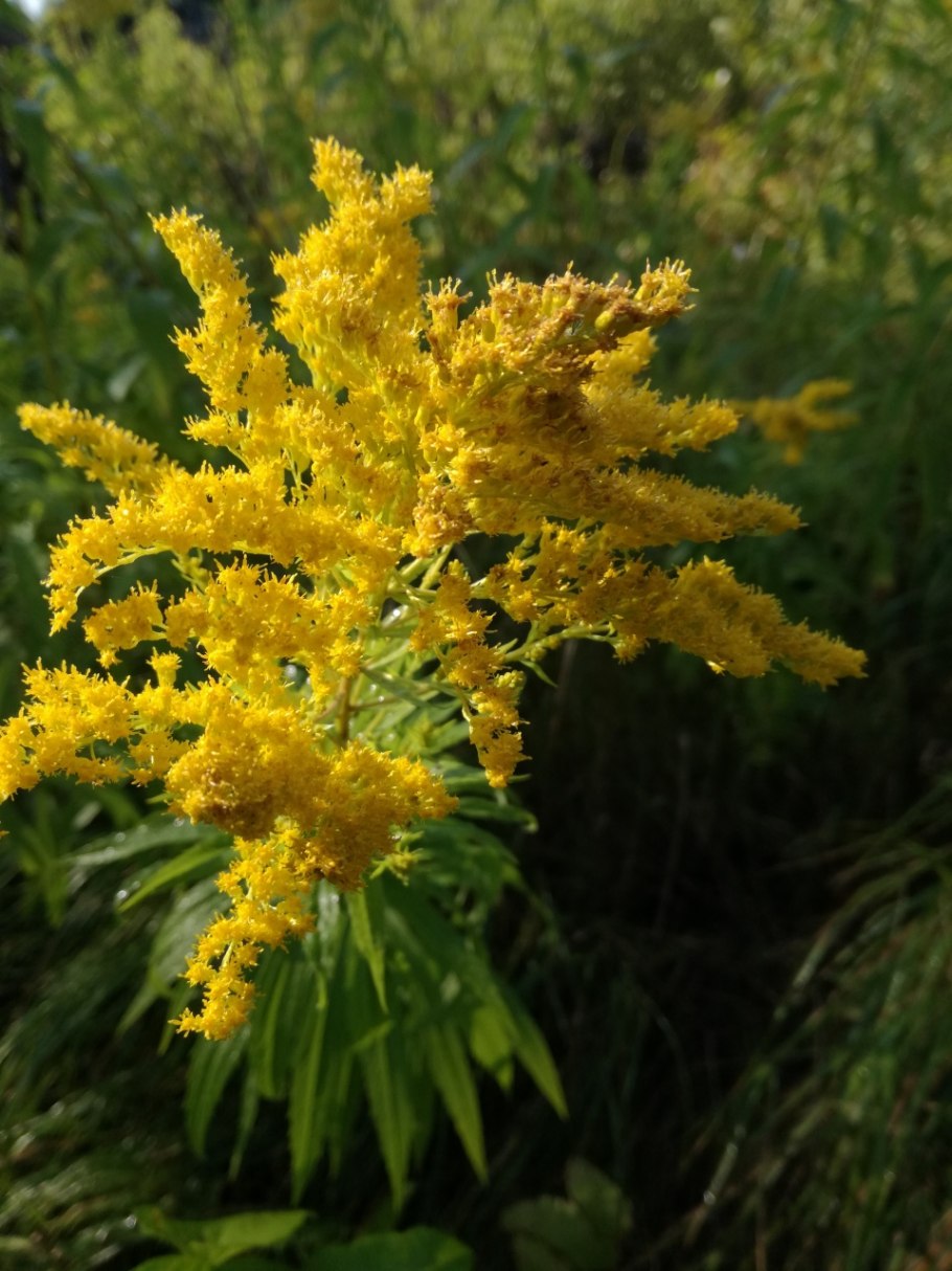 Солидаго (золотарник) канадский little Miss Sunshine