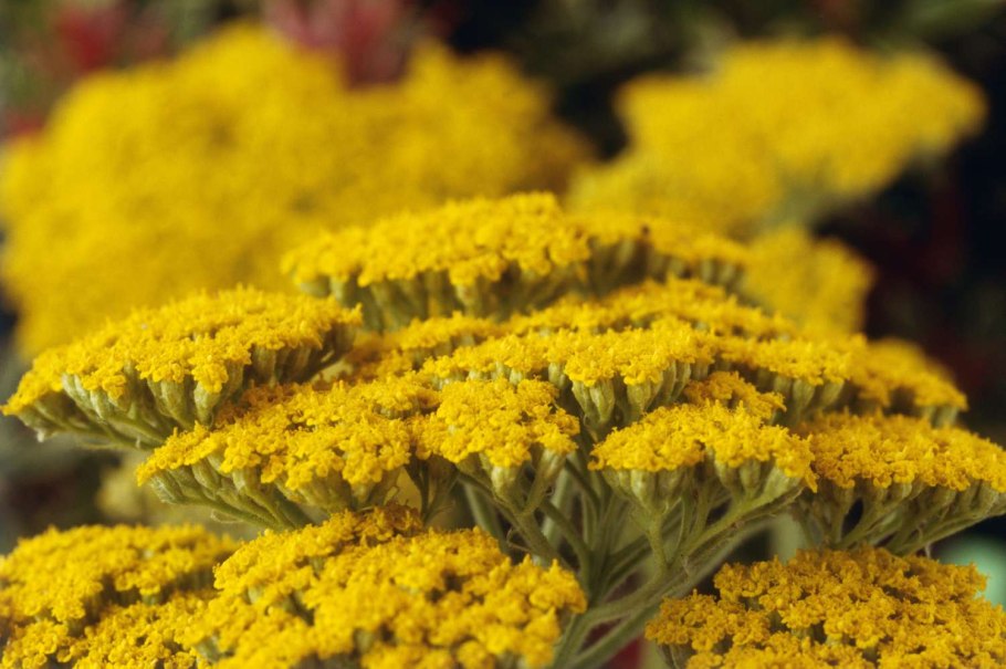 Тысячелистник Achillea filipendulina Coronation Gold