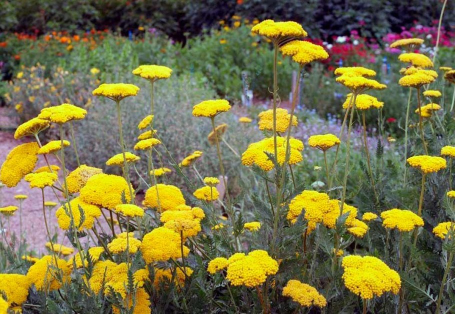 Тысячелистник Achillea Coronation Gold