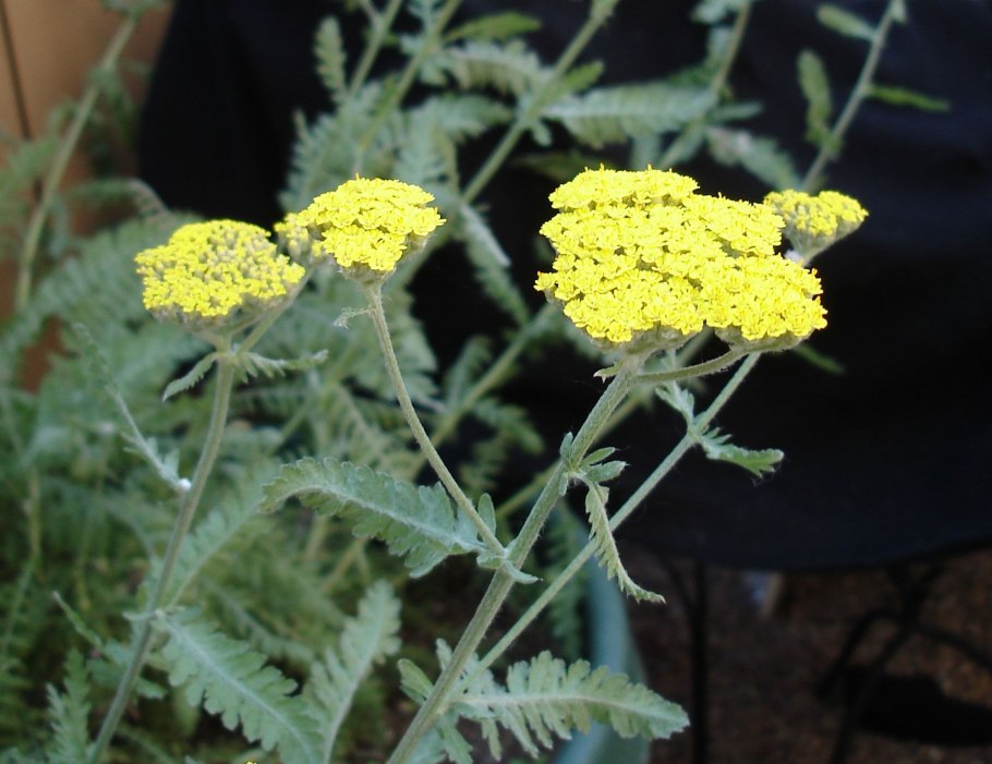 Тысячелистник Achillea 'moonshine', Kniphofia 'Tawny King