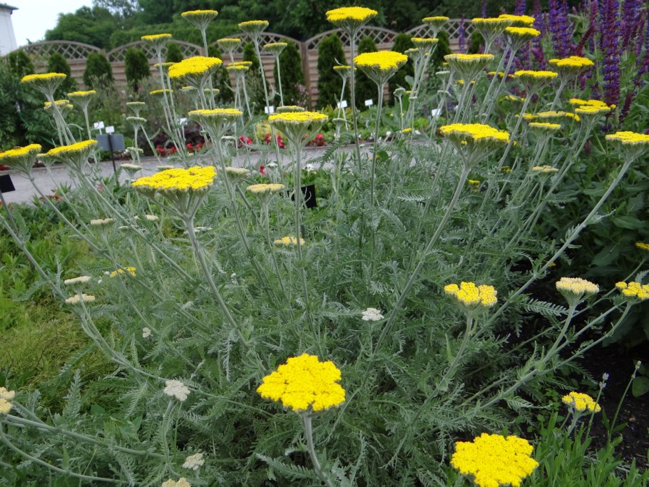 Тысячелистник 'Coronation Gold'