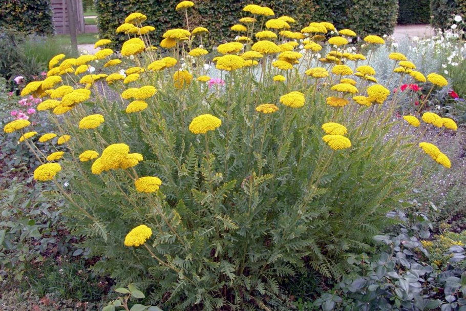 Тысячелистник filipendulina
