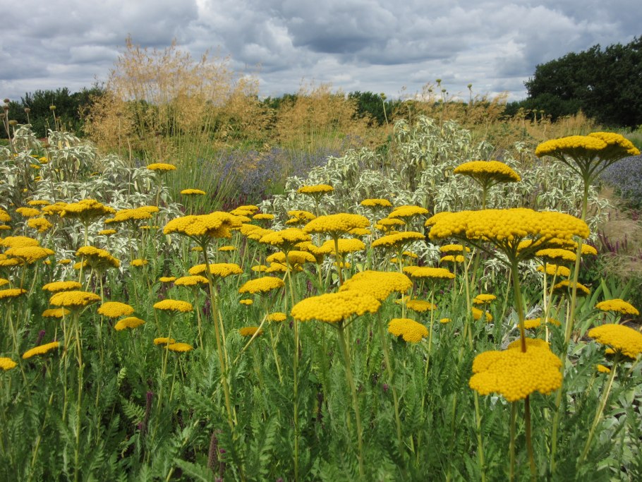 Тысячелистник Achillea Coronation Gold