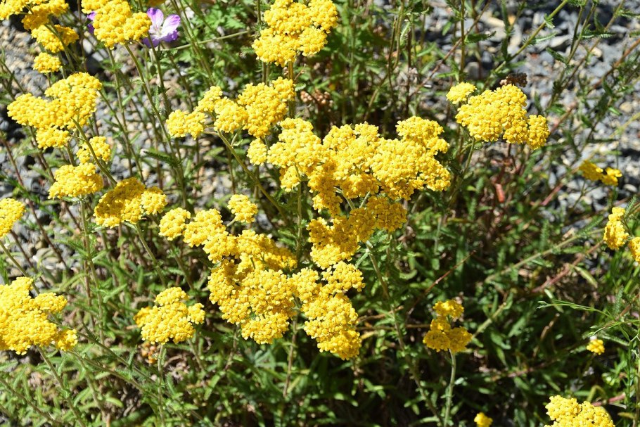 Тысячелистник Achillea tomentosa