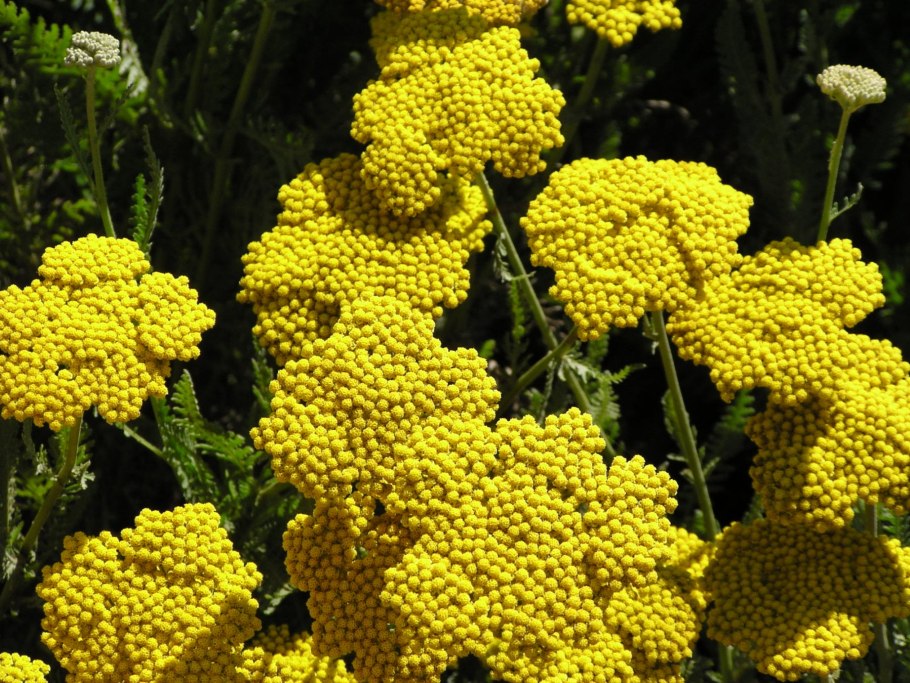Тысячелистник Achillea Coronation Gold