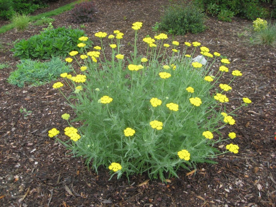 Тысячелистник Achillea Coronation Gold