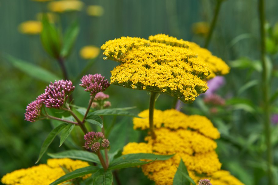 Filipendulina Coronation Gold
