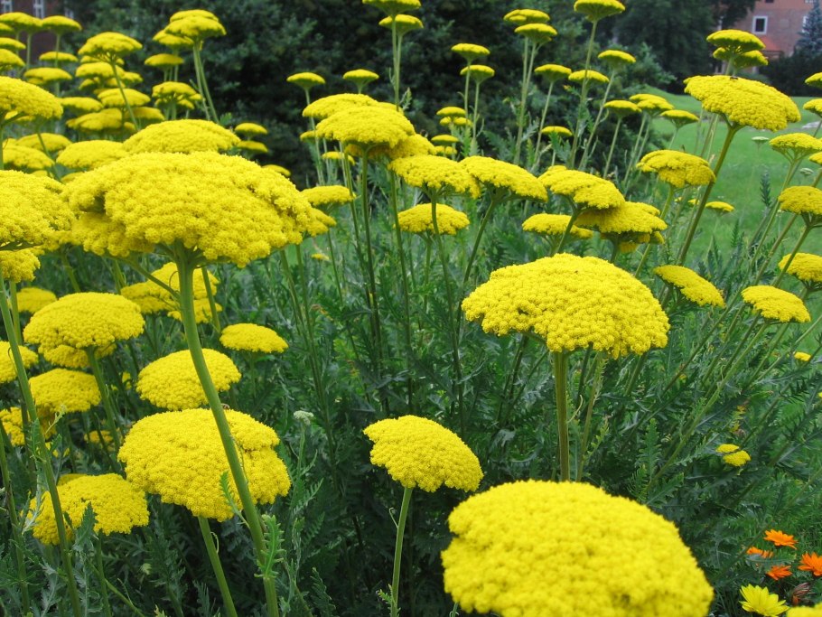 Achillea filipendulina