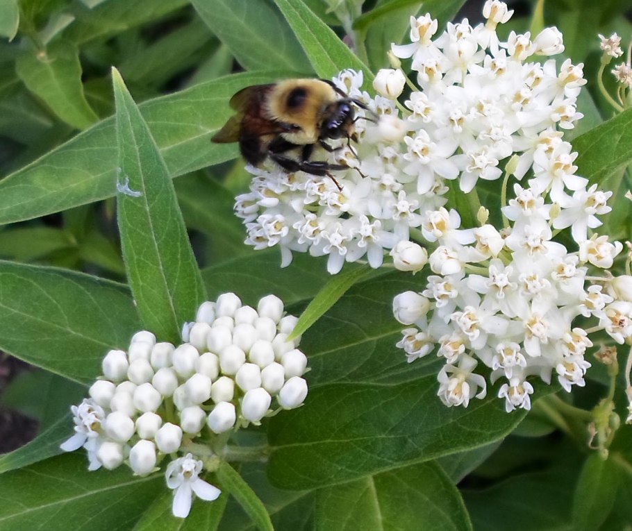 Крестоцветные растения