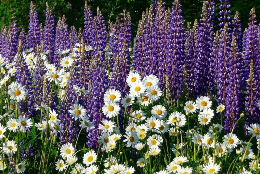 Донник лекарственный Ботанический рисунок