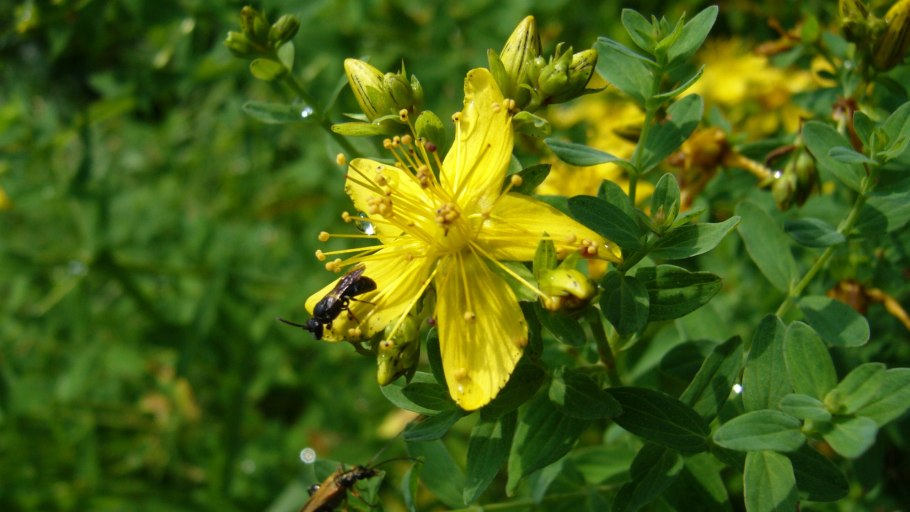 Ромашки и васильки в поле