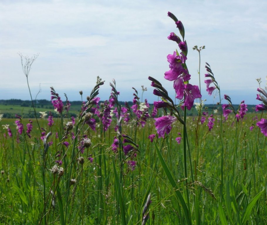 Зверобой медонос