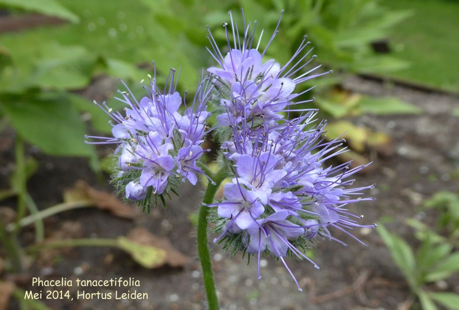 Сроки цветения многолетних цветов по месяцам таблица