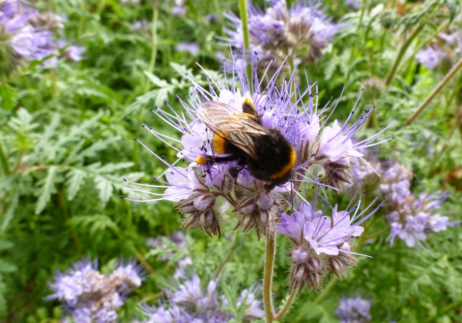 Таблица характеристика семейств двудольных