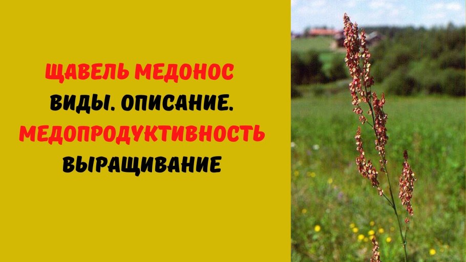 Вероника Полевая