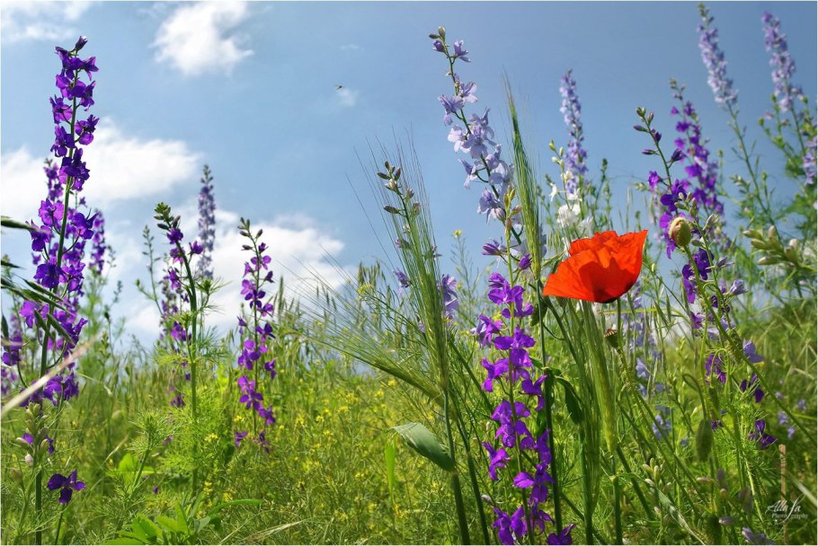 Агапантус зонтичный