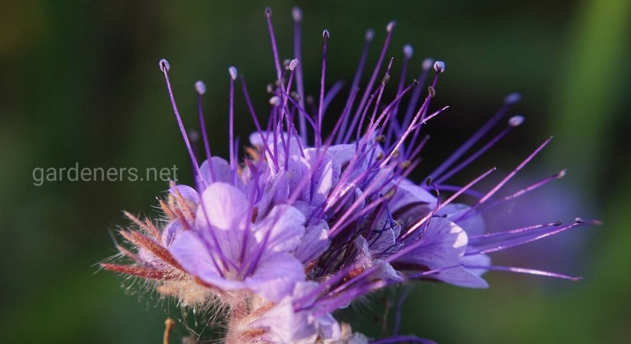 Царские кудри лилии розовые