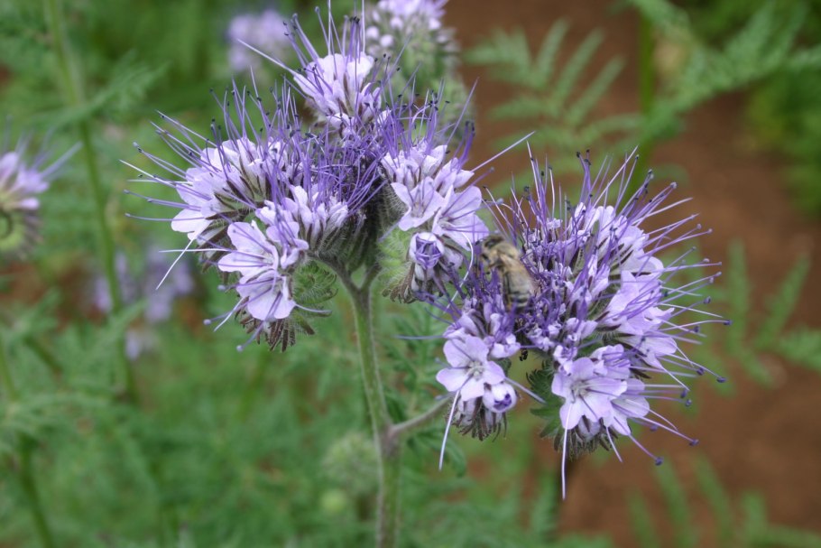 Эспарцет медопродуктивность