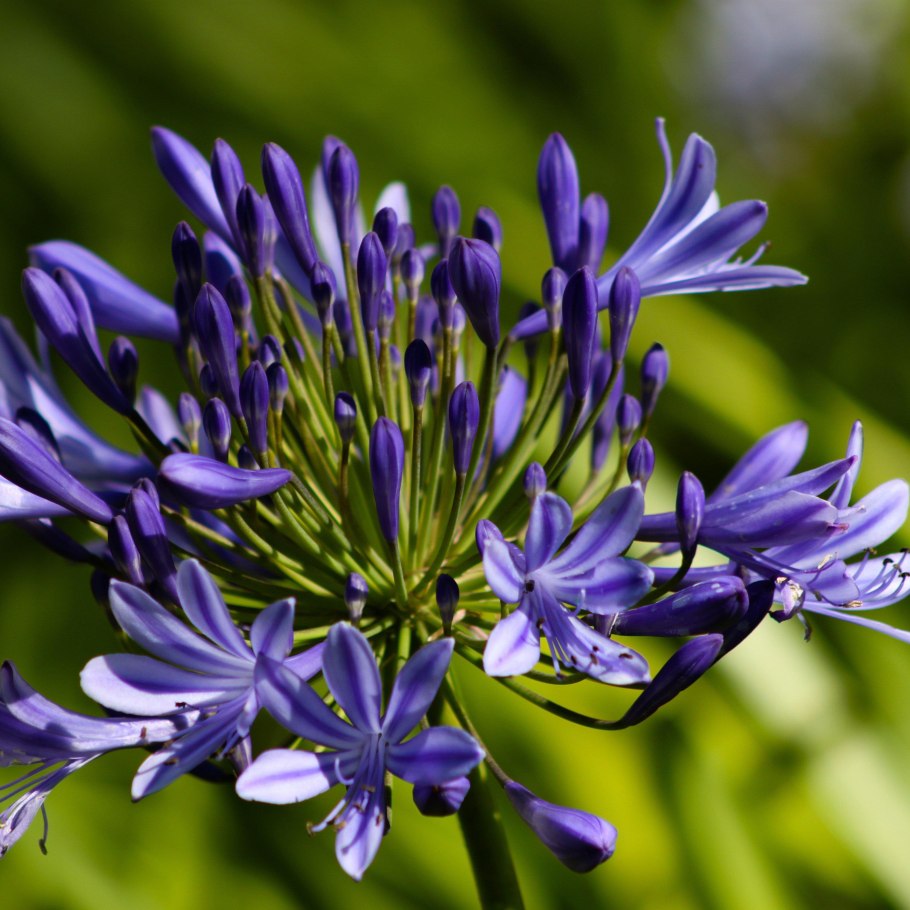 Фацелия бабочка