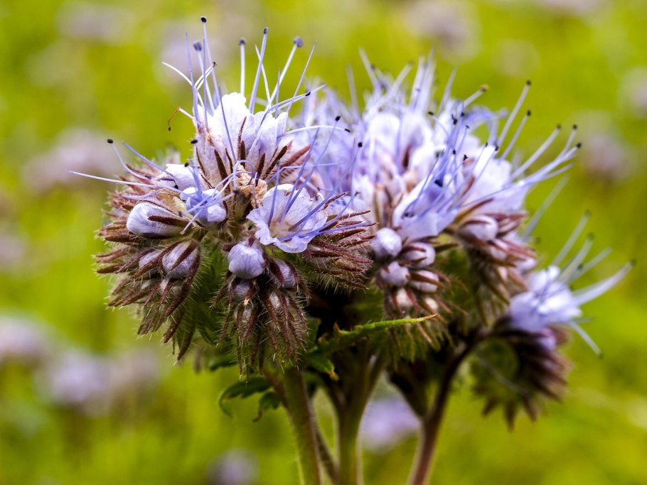 Травы Забайкалья